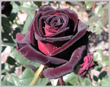 Блэк баккара роза